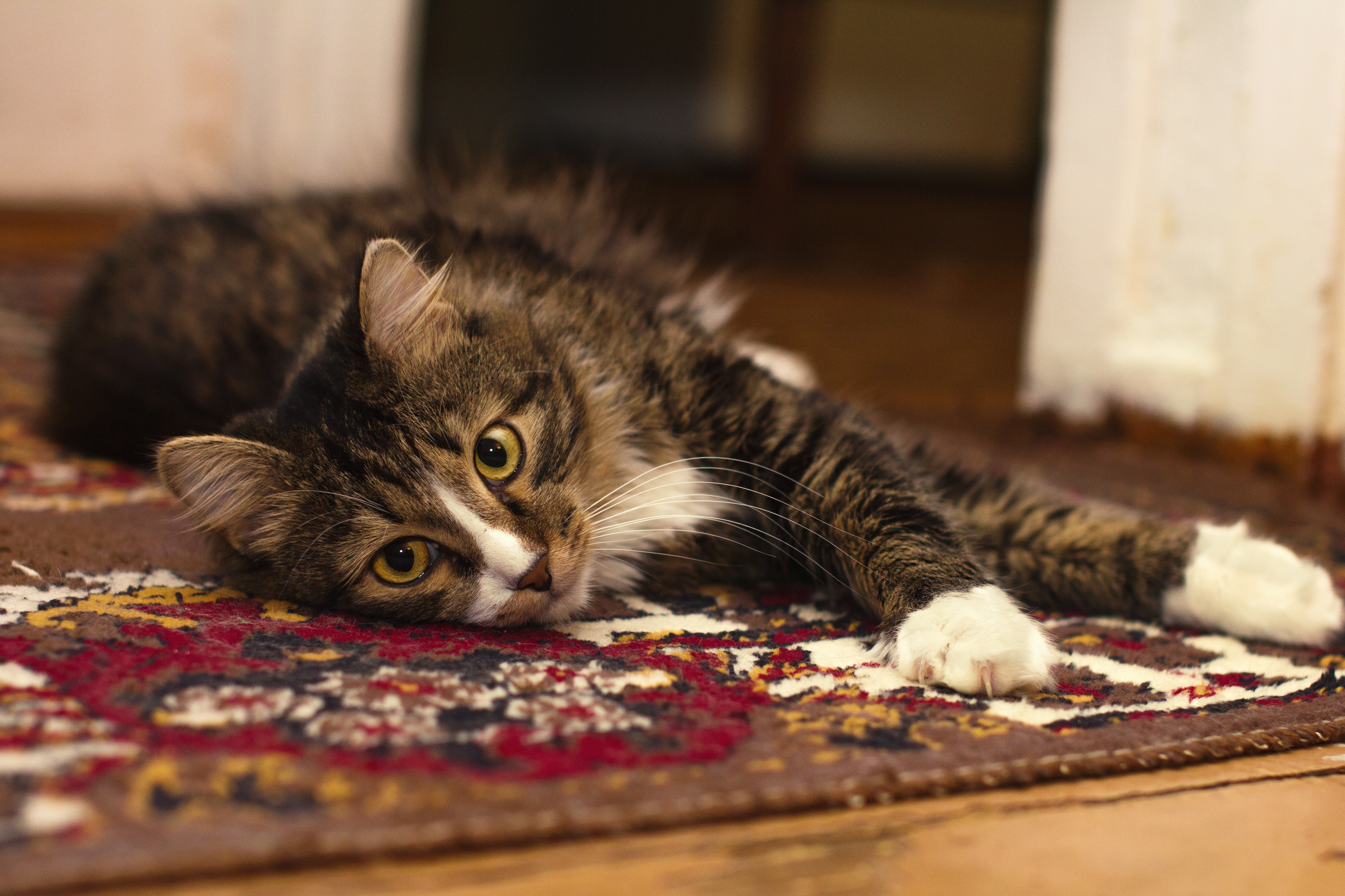 brown tabby cat lying down on carpet indoors